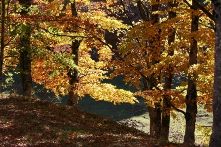 Autunno d'incanto nel Parco  dei Monti Simbruini con il 'foliage'