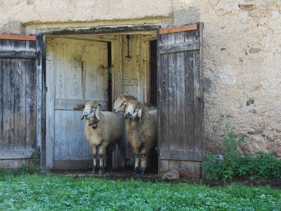 Pecore di razza Lamon in Val Canali