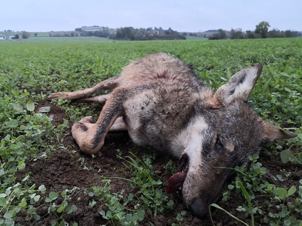 La lupa uccisa nel Parco - foto Mauro Allegri