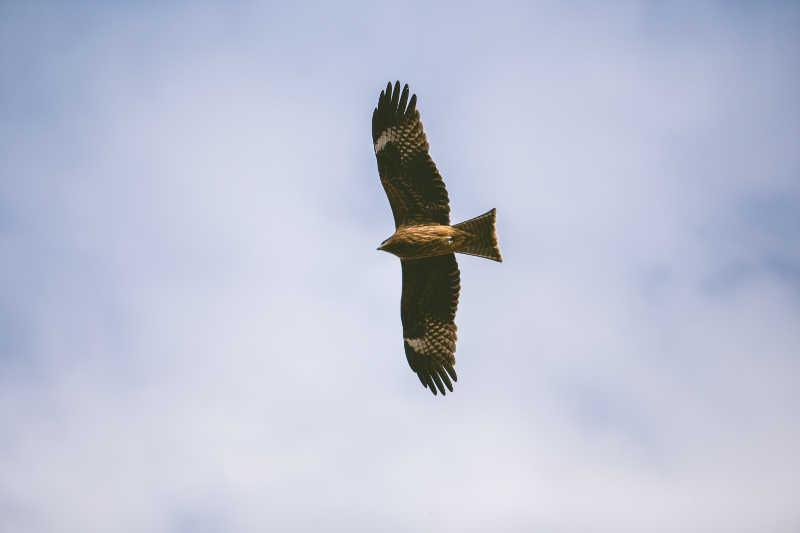 Parco di Tepilora, aperta selezione ai corsi per la formazione di 10 assistenti e accompagnatori di bird-watching