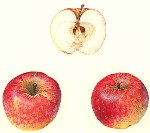 The Apples of Dolomiti Bellunesi in the USA