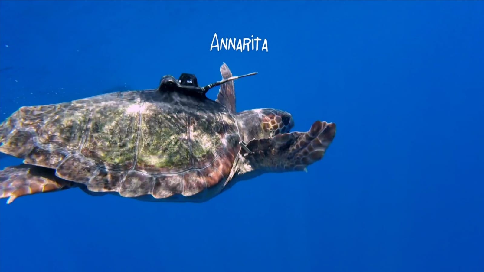 Fausto, Annarita e Freccia, tre tartarughe marine tornano in mare