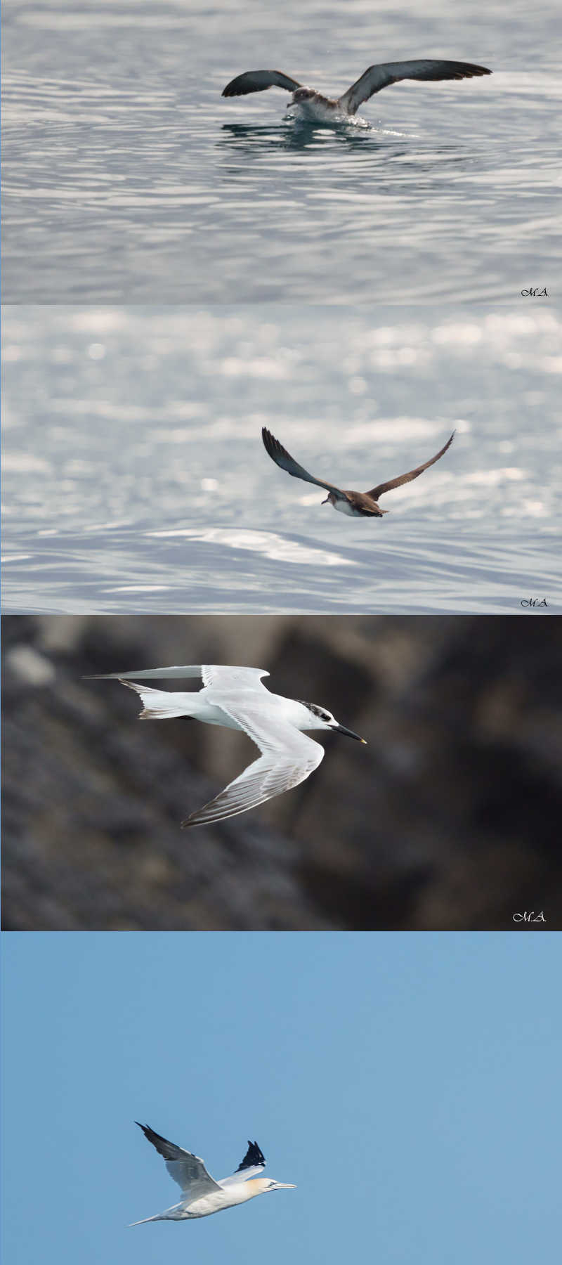 In volo con gli uccelli marini del Regno di Nettuno