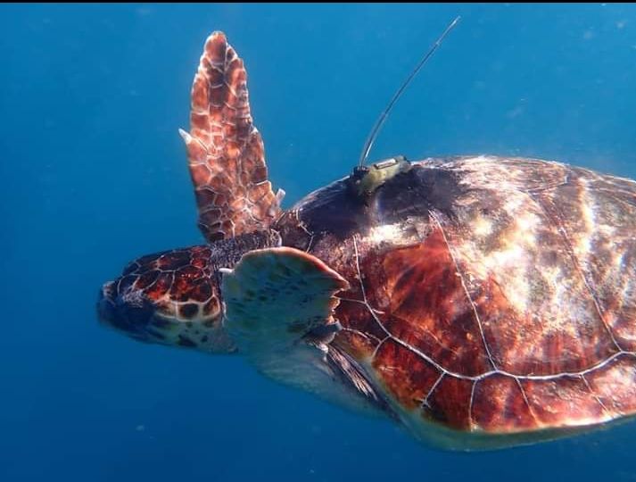 La Regione stanzia 70mila euro per la tutela delle tartarughe marine