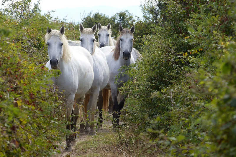 Avvicinamento al branco di cavalli Camargue dell’Isola della Cona