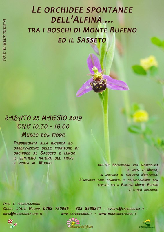 Le orchidee spontanee dell'Alfina… tra boschi di Monte Rufeno ed il Sasseto