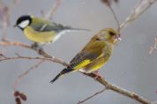 Atlante degli uccelli nidificanti nel Parco Nazionale Dolomiti Bellunesi: venerdì 4 novembre la presentazione ufficiale