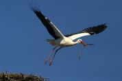 La cicogna bianca tornerà «cittadina» del Parco del Serio