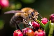Negli Orti per salvare le api e la natura