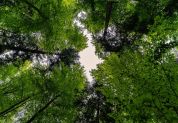 Nasce la Milano Green Circle: più alberi sul percorso 90/91