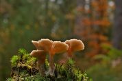 Conoscere i funghi in 4 lezioni: un corso per ottenere il tesserino