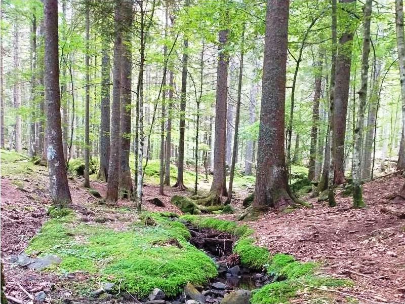 Nelle domeniche 12 e 19 settembre le camminate di terapia forestale di 'Respirare la foresta'