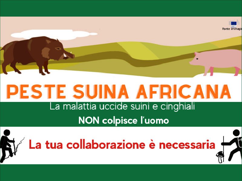 Peste Suina Africana: la Regione attiva un servizio telefonico per la mappatura delle zone a rischio e fermare i contagi
