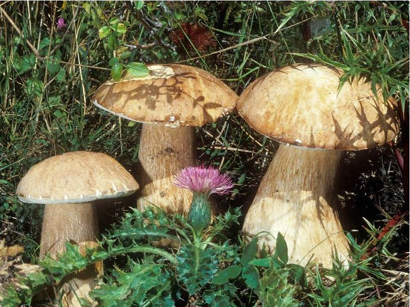Tesserini raccolta funghi 2022: l'Ente Parchi fornisce alcune precisazioni