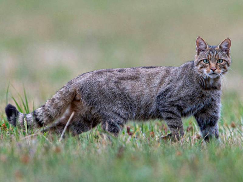Rarissimo esemplare di gatto selvatico filmato sui monti di Fiumalbo, nel Parco del Frignano