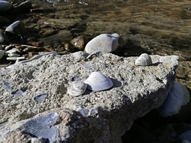 Cercando fossili sul Torrente Stirone con Camminaparchi