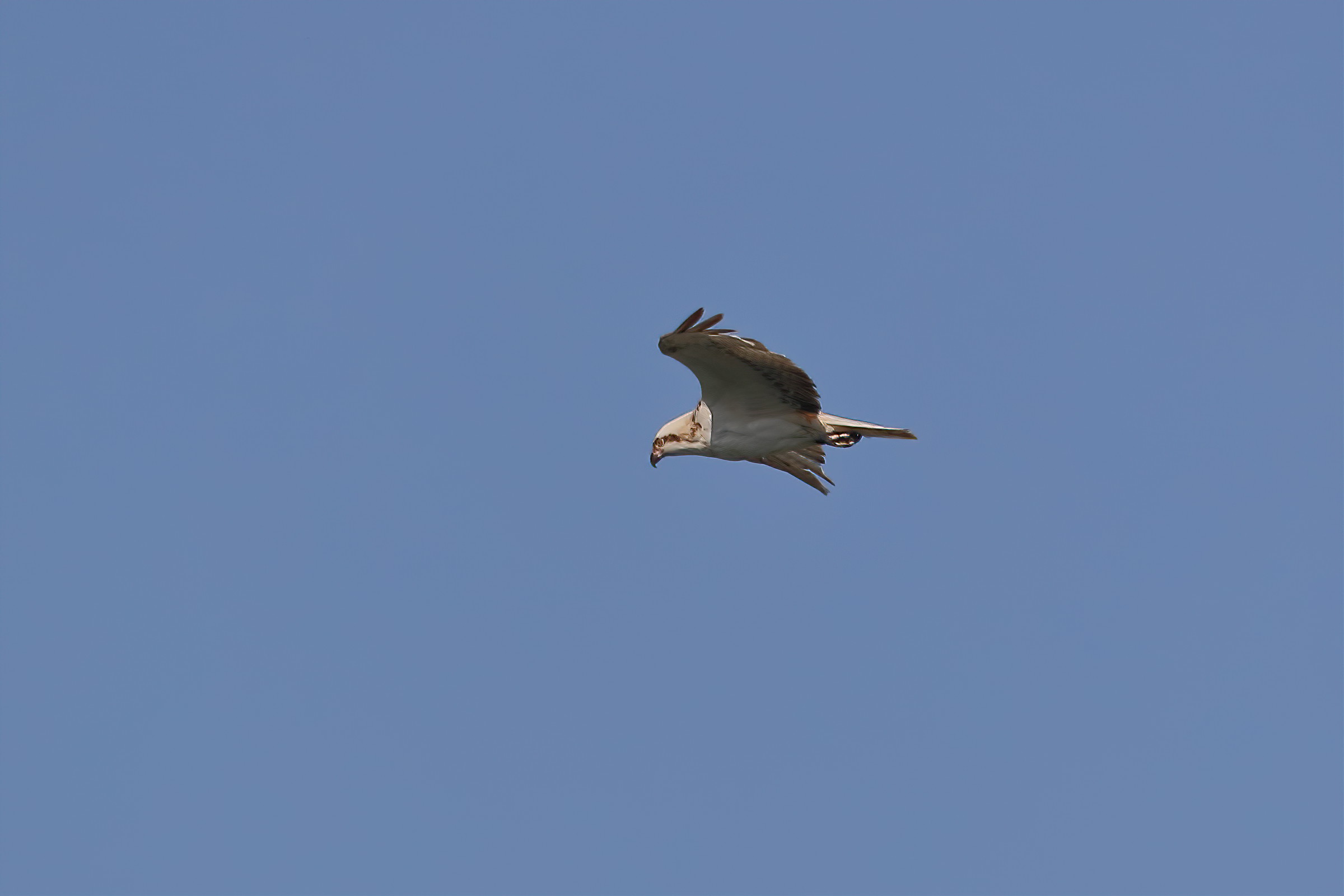 Un Falco Pescatore in transito nel Parco del Taro