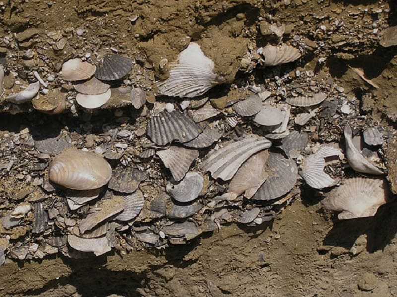 Fossili nel Piacenziano - Foto di G. Raineri