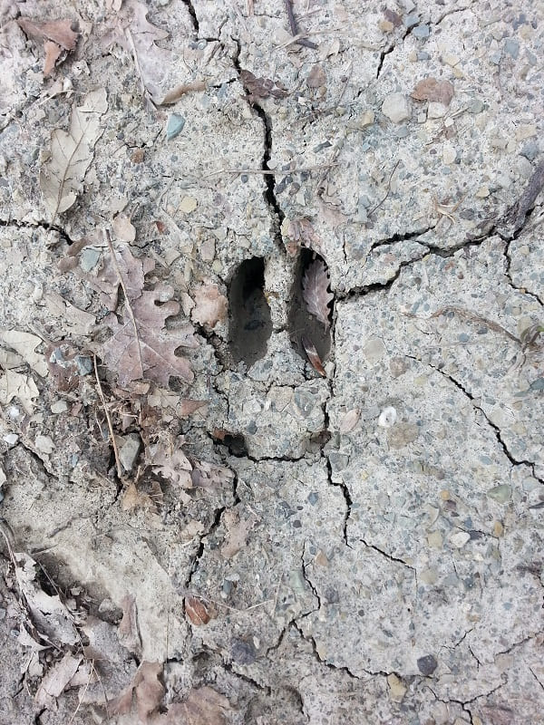 Impronte di impronte nella Riserva dei Ghirardi