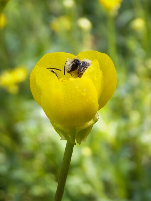 Eva Crane: la scienziata delle api nel Parco dello Stirone e del Piacenziano