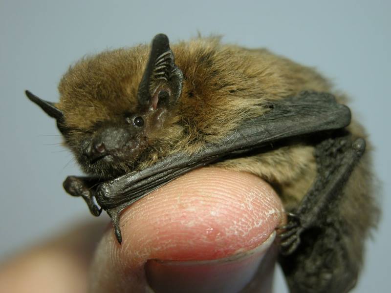 Attività con i ricercatori a La Mandria... Pipistrelli: un terzo dei mammiferi italiani