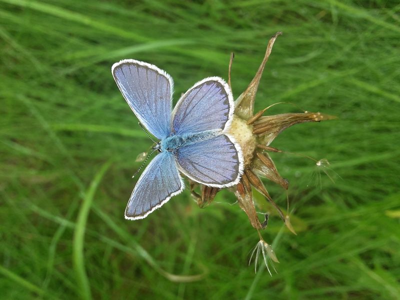 Cercasi volontari per il monitoraggio delle farfalle nel Parco naturale del Po piemontese, a Casale Monferrato