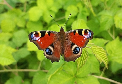Farfalla 'occhio di pavone' nella Lanca di Santa Marta (Moncalieri). (Foto di Enrico Castello)