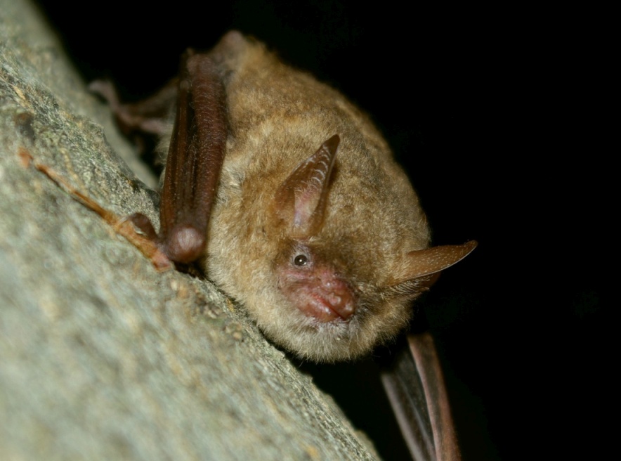 'Pipistrelli: folletti del crepuscolo' in mostra al Castello dei Monferrato