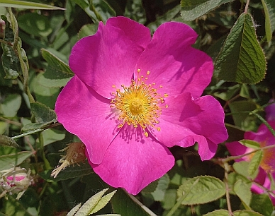 Rosa gallica (Foto di Paola Palazzolo)