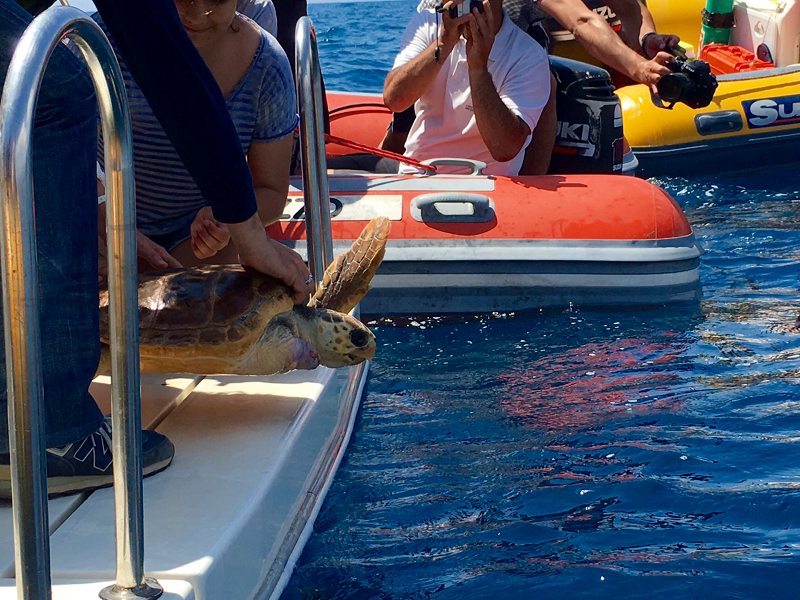RomaNatura, rilascio di tartarughe marine alle Secche di Tor Paterno