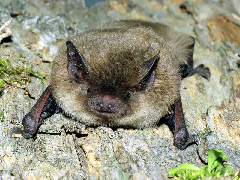 Rari esemplari di pipistrelli intercettati al Sacro Monte