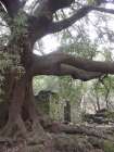 The Giant Oak of Carrinu