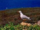 Herring Gull - Isola di Giannutri