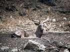 Fallow Deer in the Wood