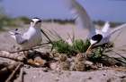 Little Terns - Shoal in the Po Delta