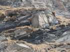 Muso di camoscio (Rupicapra rupicapra) accucciato fra le rocce