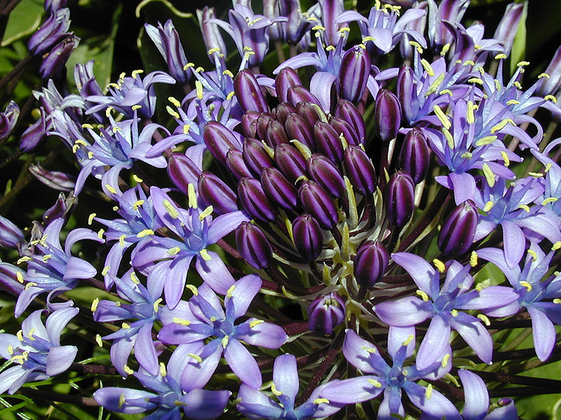 Photo by Blüten und Früchte der Botanischen Gärten Hanbury - Monat für Monat