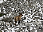 Chamois - adult male