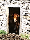 Cows of San Paolo in Alpe