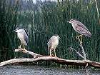 Bihoreaux gris (Nycticorax nycticorax)