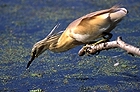 Squacco heron