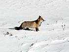 Fox in Valsavaranche