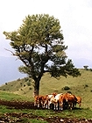 Kühe in San Paolo in Alpe