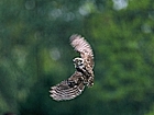 Owl flight