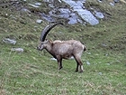 Free wild goat in Valsavarenche
