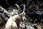 Curious wild goat