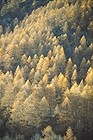 Lärchenwald mit Herbstfarben