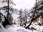 Fir trees among the snow in Ventina