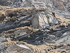 Museau de chamois (Rupicapra rupicapra) couché parmi les rochers 