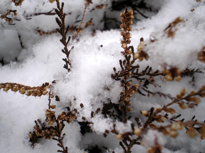 Snow-clad common heather